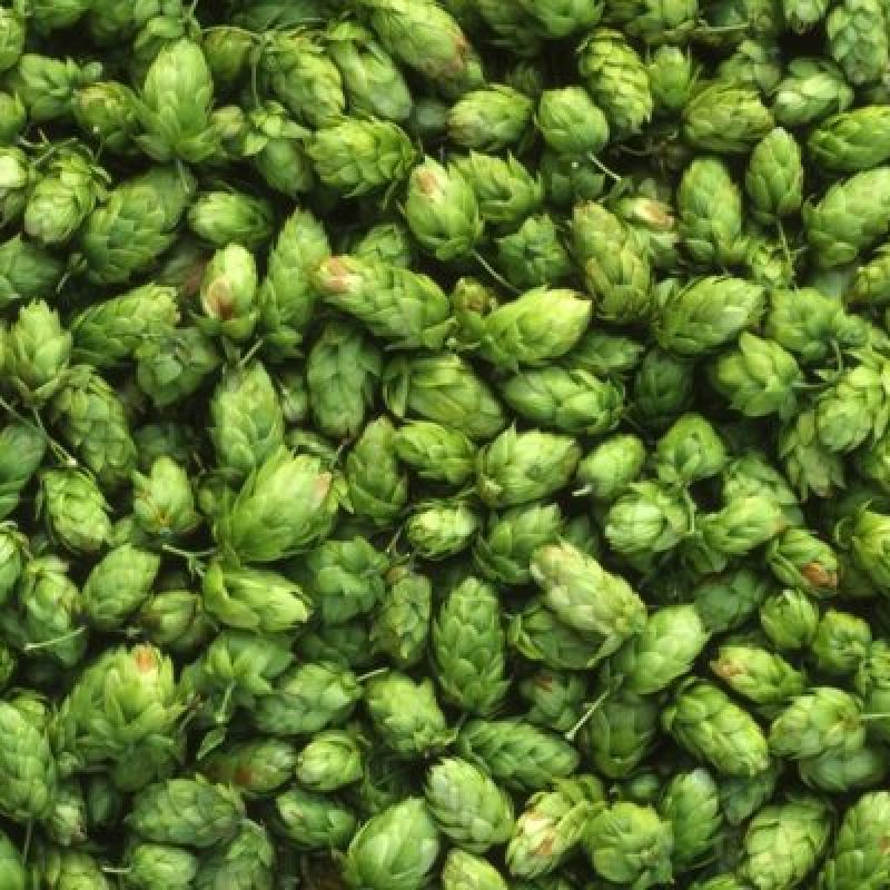 Assorted-green-hops-95673391_1107x948-800x400